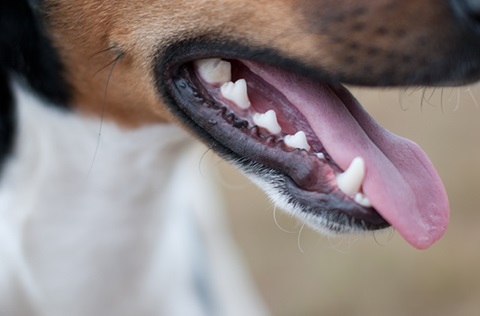 Close up of a dogs open mouth showing the teeth.