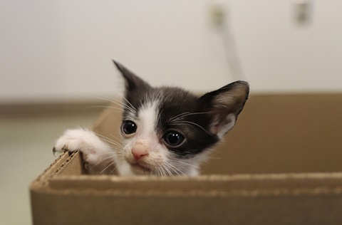 Kitten looking out the top of a box.
