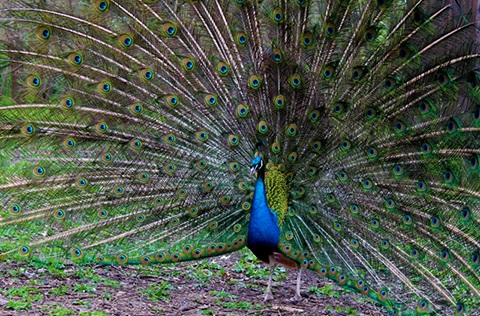 Peafowl with it's feathers displayed.