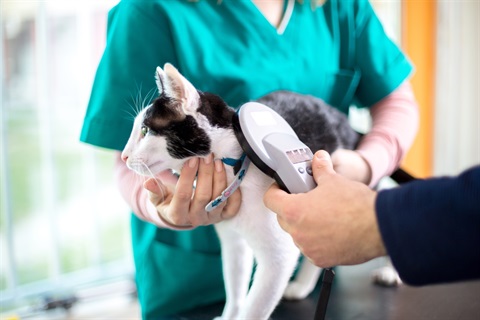 Cat getting scanned by a veterinarian