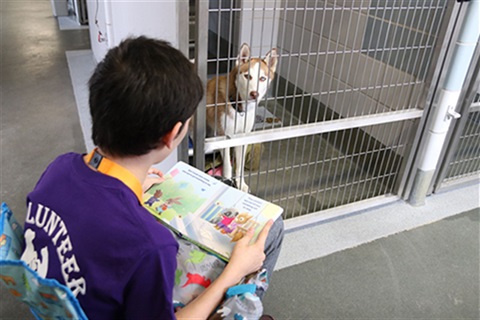 Volunteer reading to a dog in a kennel.