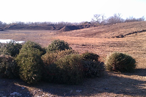 Christmas trees laying in the ground