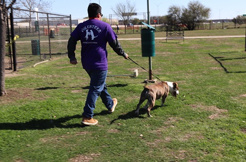 ACS person walking a dog on a leash.