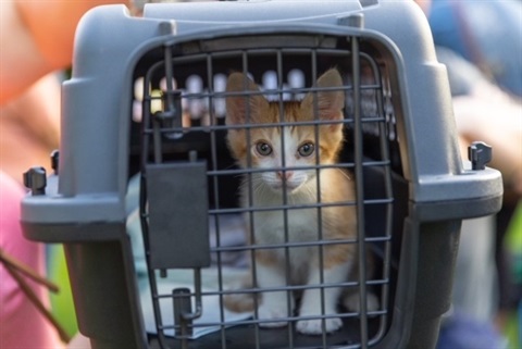 Kitten in a pet carrier.