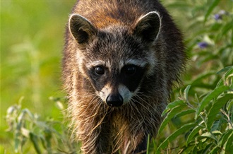 Raccoon in the grass.