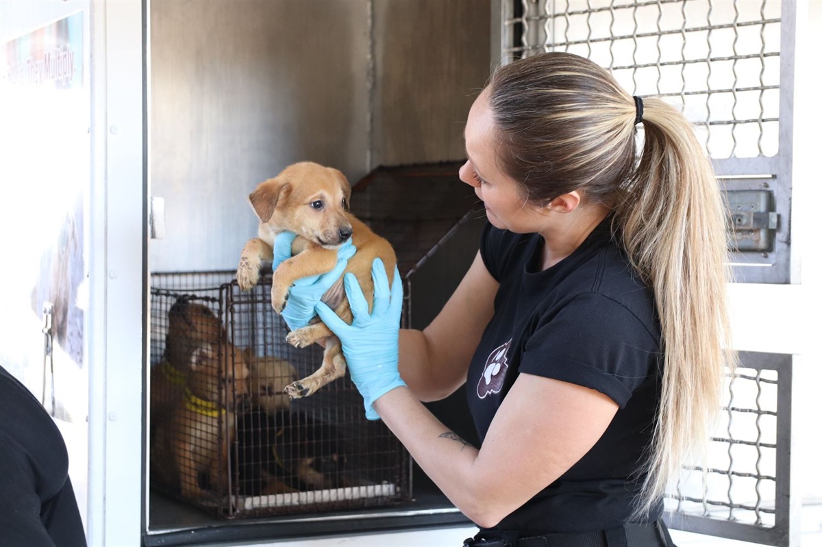 Pet Search - City of San Antonio