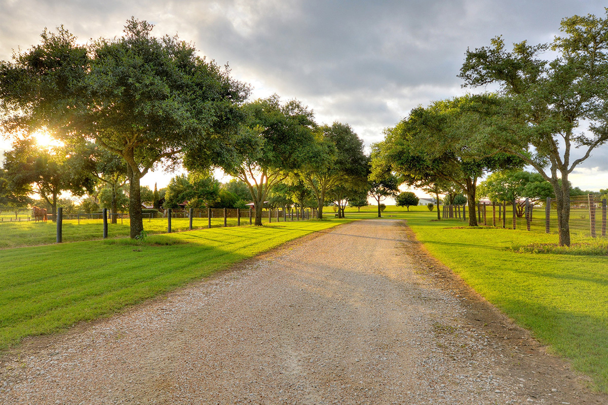 Trees lining an open dirt road