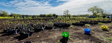 Fig trees and nopales planted by community volunteers