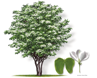 Illustration of an anacacho tree, leaf and bloom.