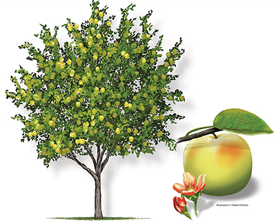 Illustrations of an apple tree, a green apple and an apple bloom.