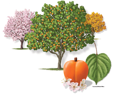Illustration of a apricot tree, a apricot fruit, leaf and bloom.