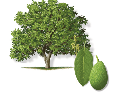 Illustration of an avocado tree, an avocado fruit, leaf and bloom.