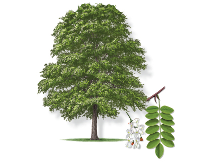 Illustration of a black locust tree with leaf and bloom.