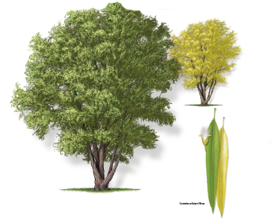 Illustration of a black willow tree, including a leaf and bloom.