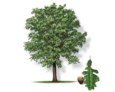 Illustration of a bur oak tree with leaf and bloom.