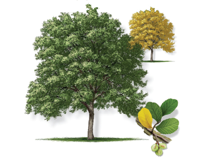 Illustration of a cedar elm tree with leaf and bloom.