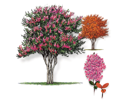 Illustration of a pink crape myrtle tree with leaf and bloom.