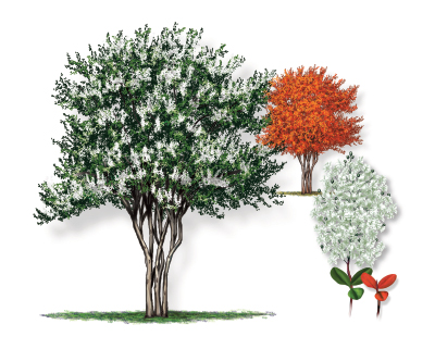 Illustration of a white crape myrtle tree with leaf and bloom.