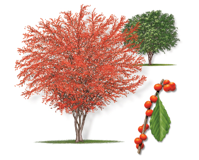 Illustration of a deciduous holly tree with leaf and bloom.