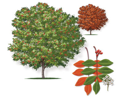 Illustration of an evergreen sumac tree with leaf and bloom.