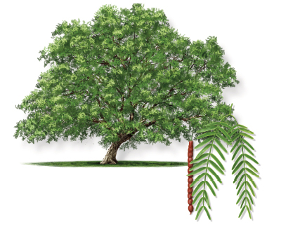 Illustration of a honey mesquite tree with leaf and bloom.