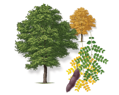 Illustration of a Kentucky coffeetree with leaf and bloom.