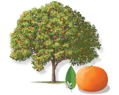 Illustration of a mandarin orange tree, a mandarin orange fruit, leaf and bloom.