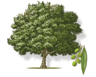 Illustration of an olive tree, an olive fruit, leaf and bloom.