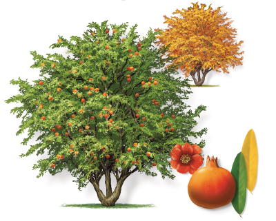 Illustration of a pomegranate tree, a pomegranate fruit, leaf and bloom.