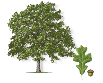 Illustration of a post oak tree with leaf and bloom.