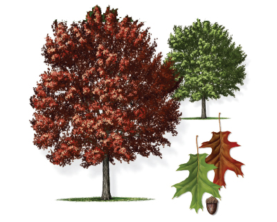 Illustration of a Texas red oak tree with leaf and bloom.