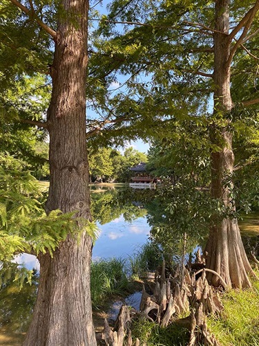 Lake surrounded by trees