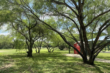 Joan Price Park tree