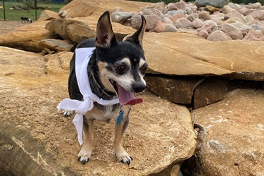 Kingsborough Park chihuahua with white scarf standing on rock formation