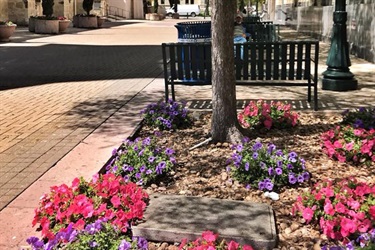 Tree in flower bed with benches in the background