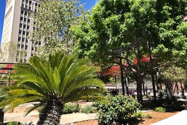 Palm tree, trees with building visible at the top left