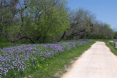 A scenic trail with vibrant purple flowers lining the paved path.