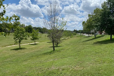 A serene grassy field with lush trees and green grass.