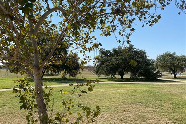 A tree with leaves and a walking trail in the background.