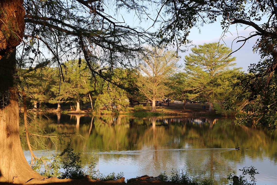 Lake with duck swimming surrounded by various trees