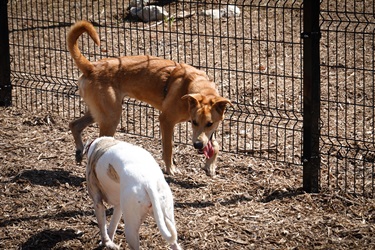 Pair of dogs by a fence in a dog park.