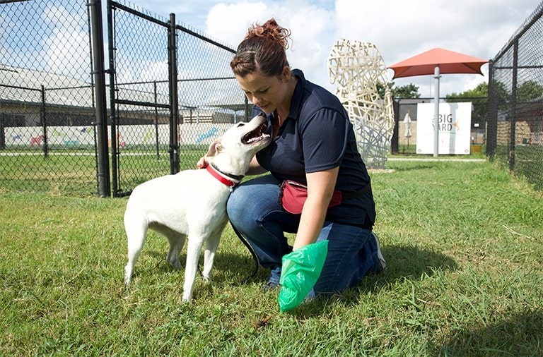 A woman kneels beside a dog in a fenced area, engaging with the pet in a playful manner.