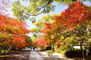 Daytime image of color changing trees Katsura Imperial Garden in Kumamoto, Japan.