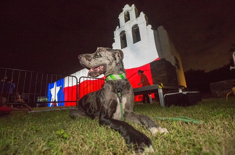 Dog laying on grass in front of white building with the Flag of Texas superimposed on building.