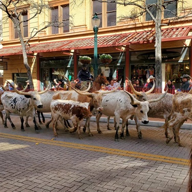 Cattle walking along Houston Street for Rodeo Kickoff